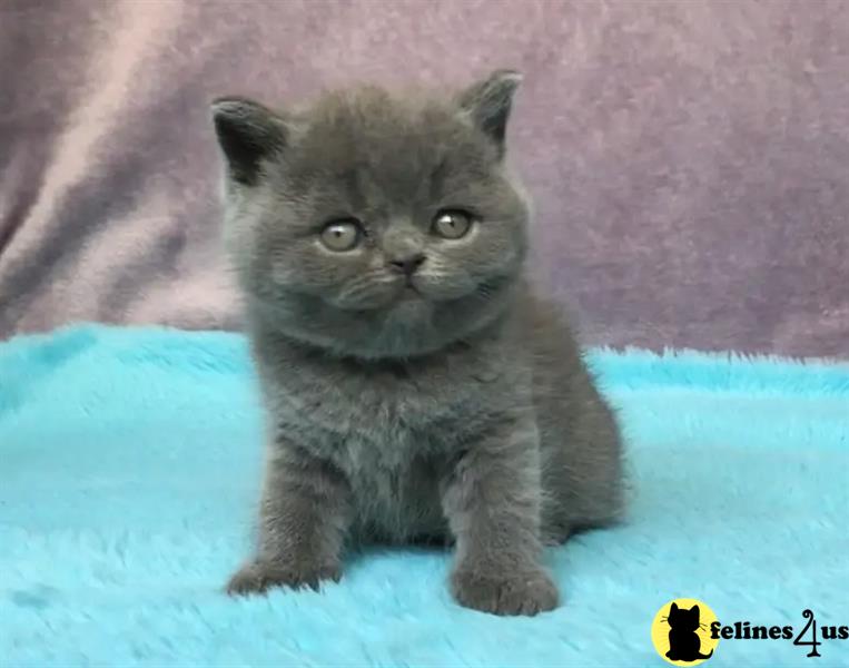 a british shorthair cat sitting on a blanket