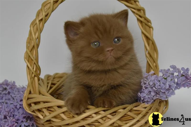 a british shorthair cat in a basket