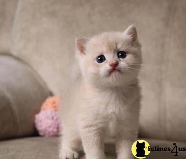 a british shorthair kitten standing on a couch