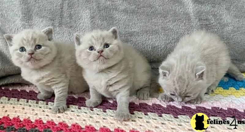 a group of british shorthair british shorthair kittens on a blanket