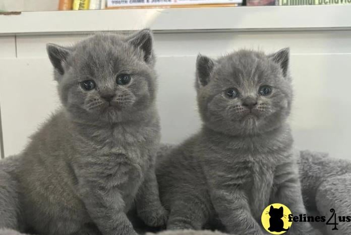 two british shorthair cats sitting next to each other