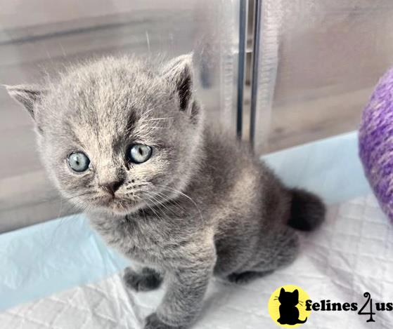 a british shorthair kitten sitting on a blanket