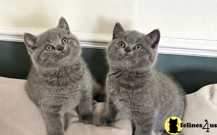 two british shorthair cats sitting on a couch