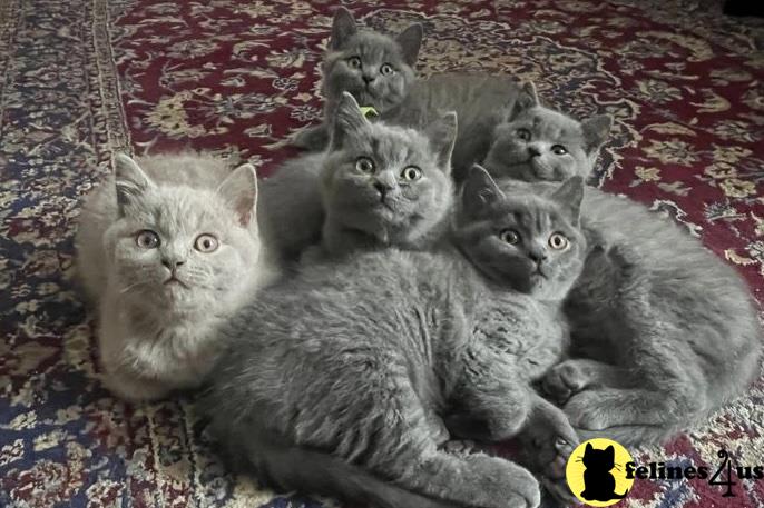 a group of british shorthair cats