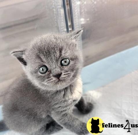 a british shorthair cat sitting on a window sill