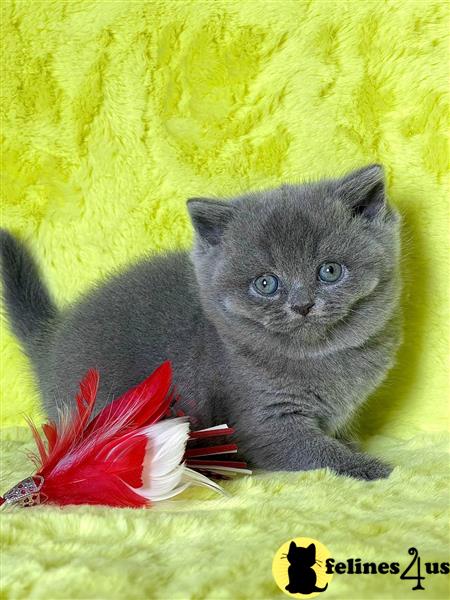 British Shorthair Kittens are ready to leave now
