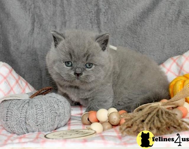 BSH kittens blue