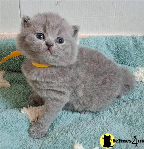 Adorable British Shorthair Kittens