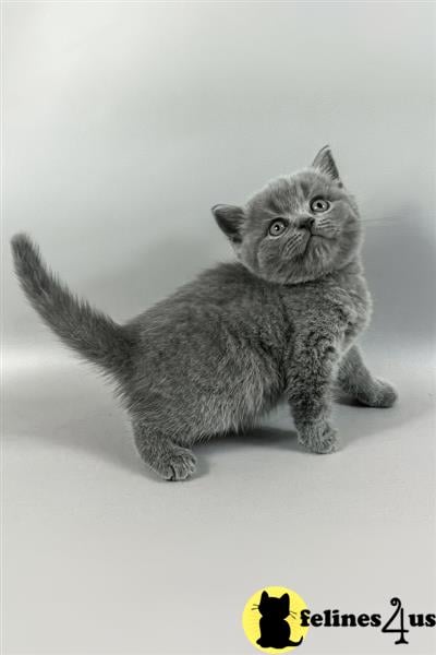 a munchkin cat with blue eyes