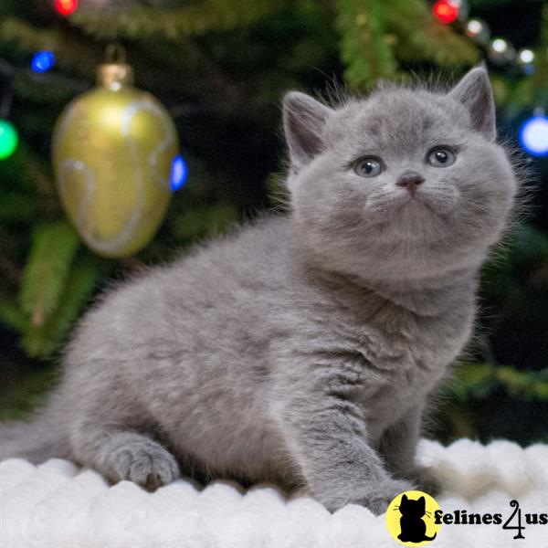 two british shorthair cats sitting next to each other