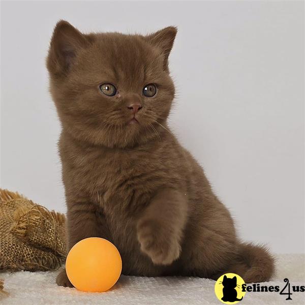 a british shorthair cat in a basket