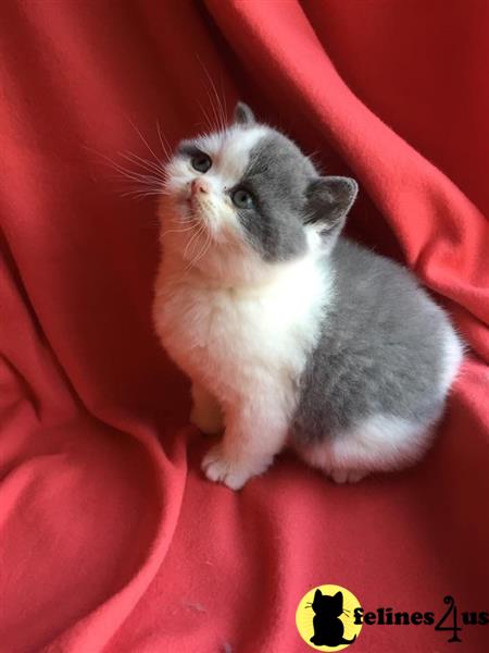 a group of british shorthair british shorthair kittens on a blanket