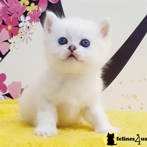 a british shorthair cat sitting on a blanket