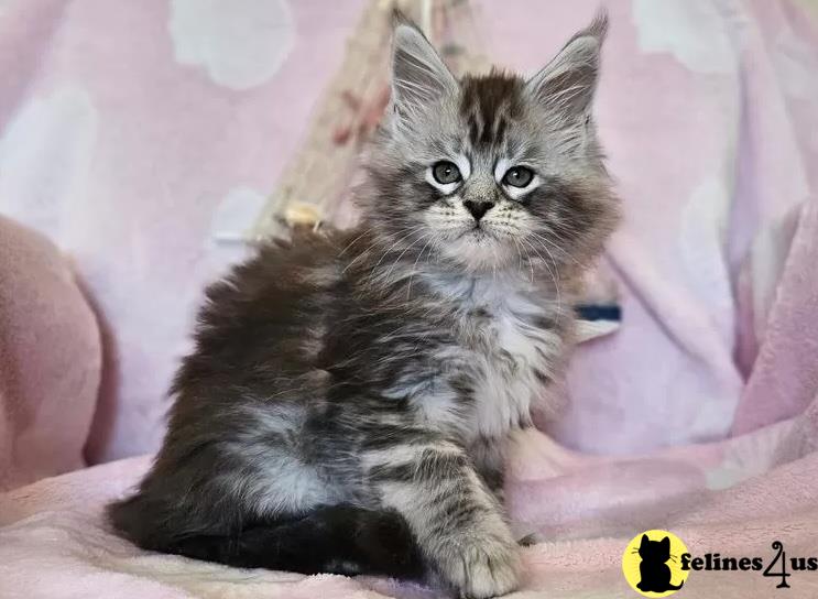 a maine coon cat sitting on a couch