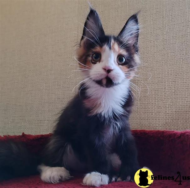 a maine coon cat sitting on a couch