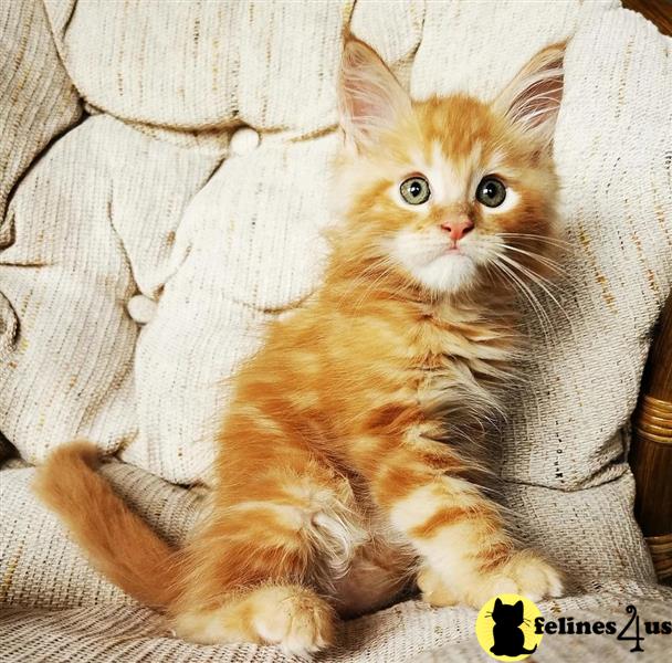 a maine coon cat sitting on a couch