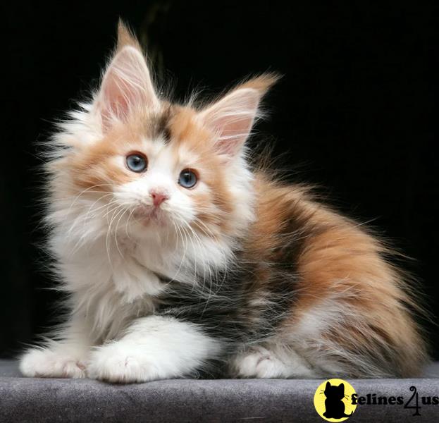 a maine coon cat with a yellow tag