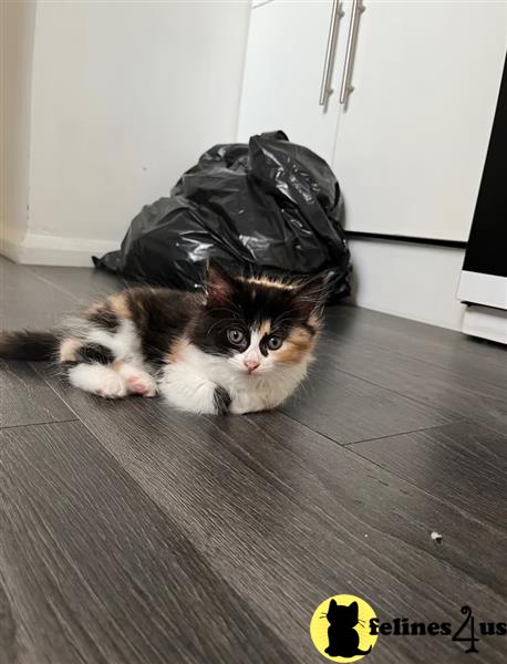 a maine coon cat lying on the floor