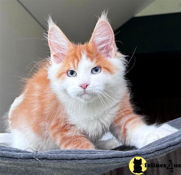 a maine coon cat lying down