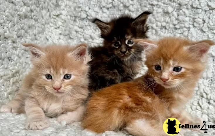 a group of maine coon maine coon kittens