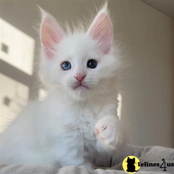 a white maine coon kitten with blue eyes