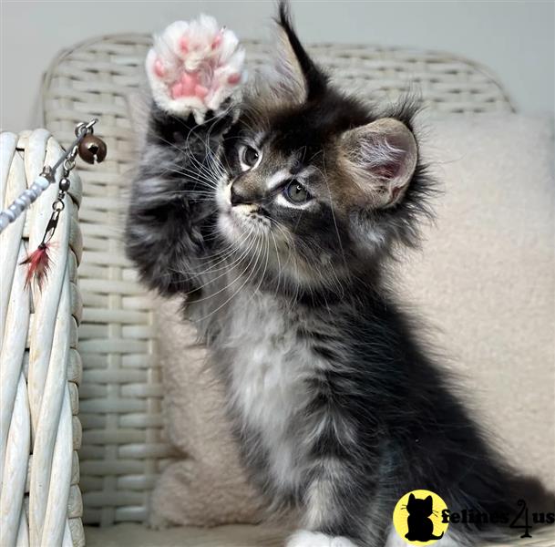 a maine coon cat sitting on a chair