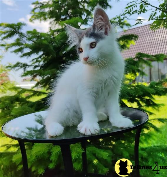 a maine coon cat sitting on a table