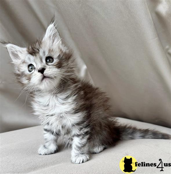 Gorgeous Maine coon kittens ready to go