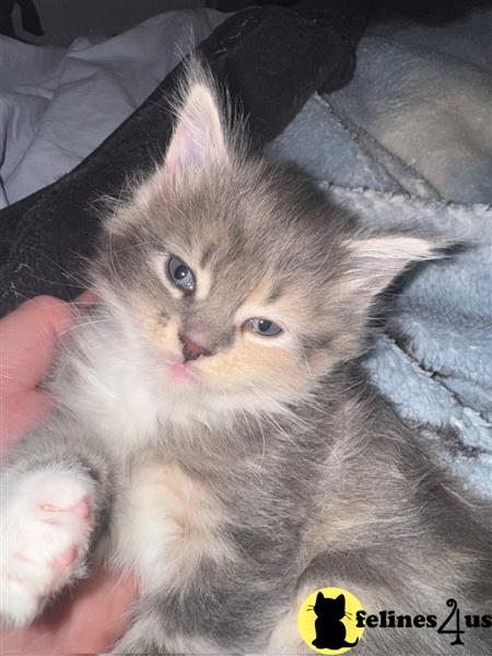 Adorable TICA Maine Coon Kittens