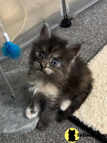 Pedigree registered Maine coons