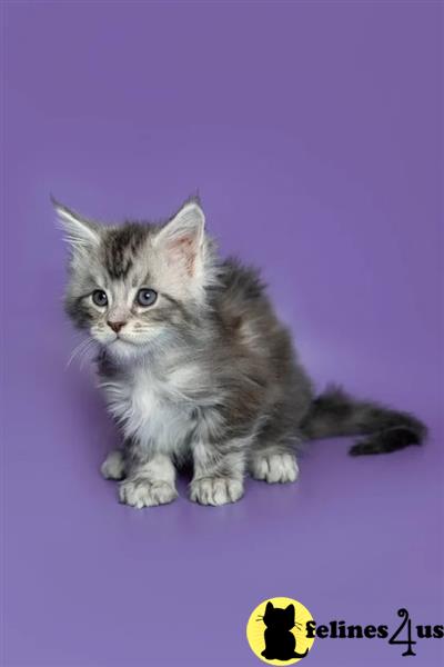 Pedigree Registered Maine Coon cubs