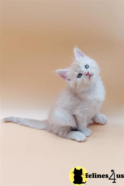 Big Chunky American Blood line Maine coons