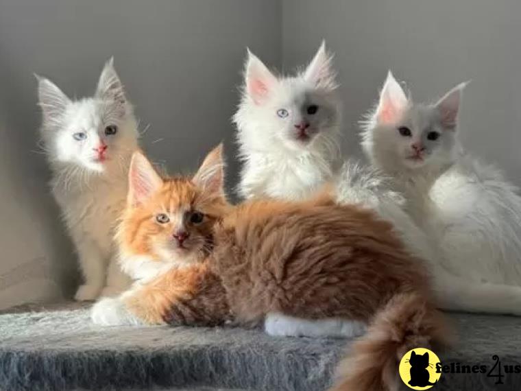 Maine coon kittens TICA registered