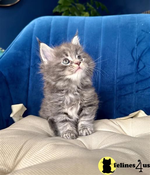 Maine coon male kittens TICA registered neutered