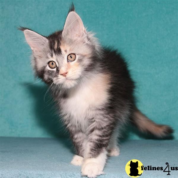 a maine coon cat sitting on a table