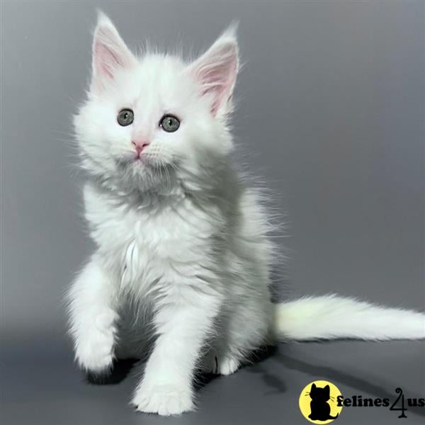 a maine coon cat sitting on a chair