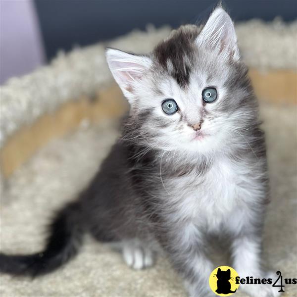 a maine coon cat sitting on a couch