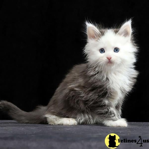 a maine coon cat lying on the floor