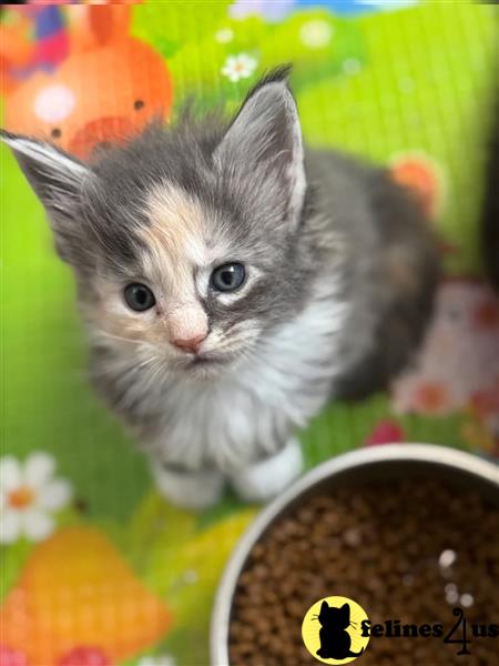 TICA Registered Maine Coons Available Now