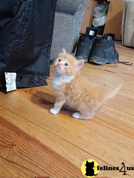 Beautiful Maine Coon kittens