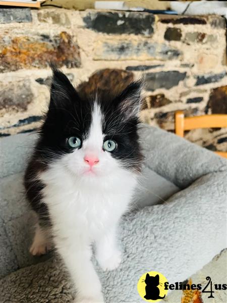 Maine coon Pedigree
