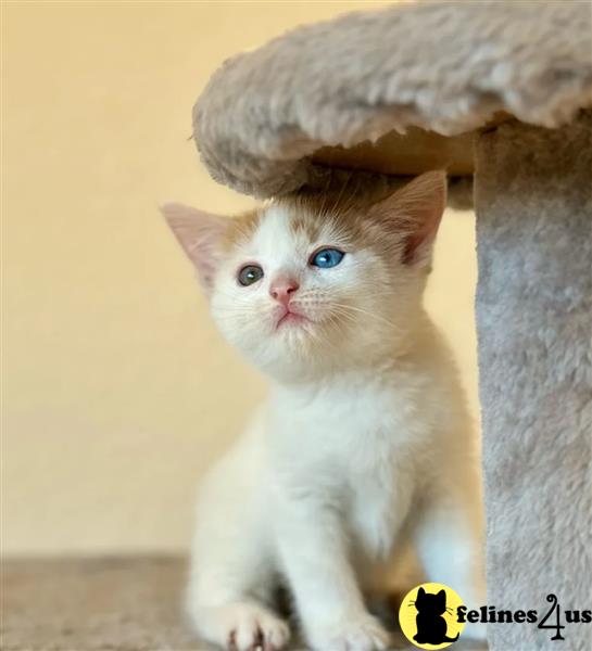 Purebred Maine Coon kittens black grey tabbys