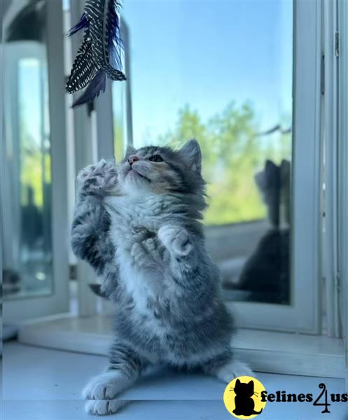 TICA Registered Pedigree Maine Coon Kittens