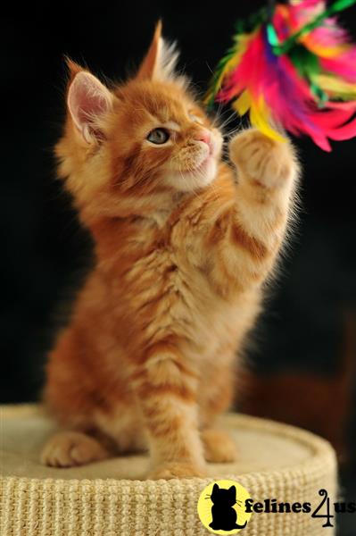 Maine Coon kittens available