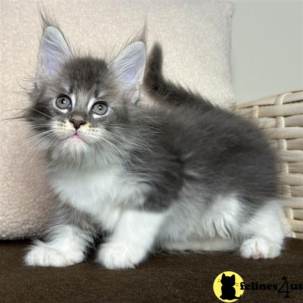 Beautiful Maine Coon Kittens