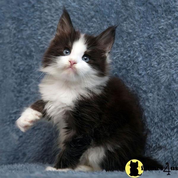 Silver Tabby GCCF Maine Coon Kittens