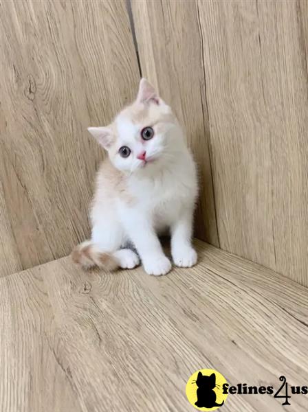 a white munchkin kitten on a wooden surface