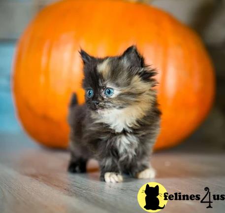 a munchkin kitten standing in front of a pumpkin