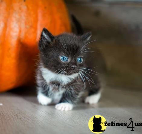 a munchkin kitten with blue eyes