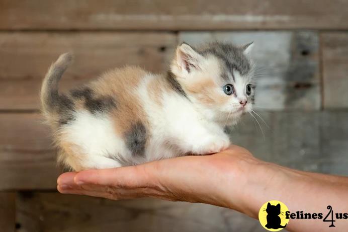 a person holding a munchkin kitten